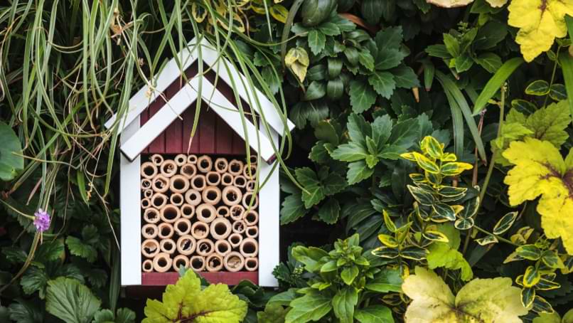 cabane à insectes