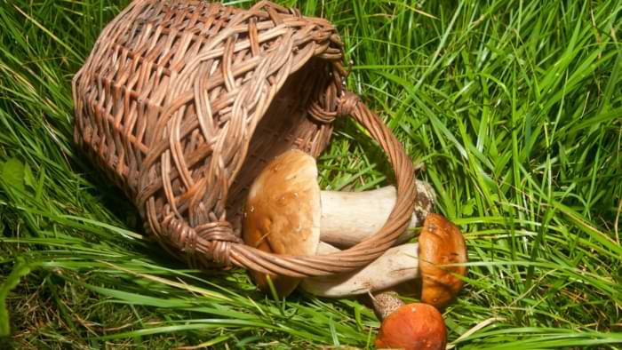 cueillette cepe panier anse