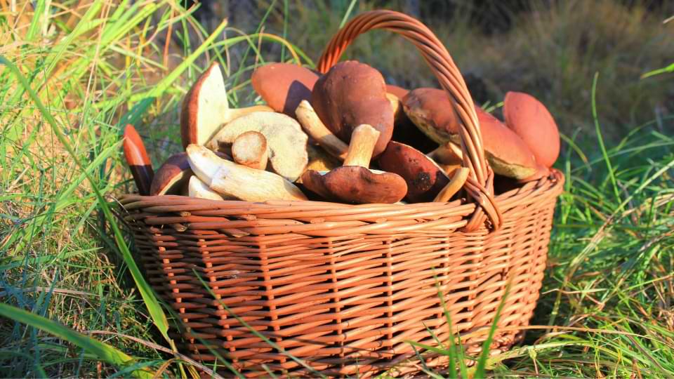 Avis / test - Panier à champignons ovale en osier avec bandoulière  réglable, disponible en 2 tailles (32 x 22 x 24 cm) A203 - AUCUNE - Prix