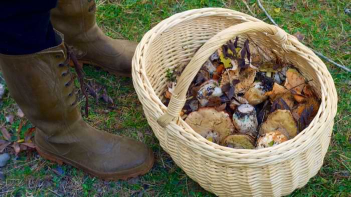 Panier à champignons en osier