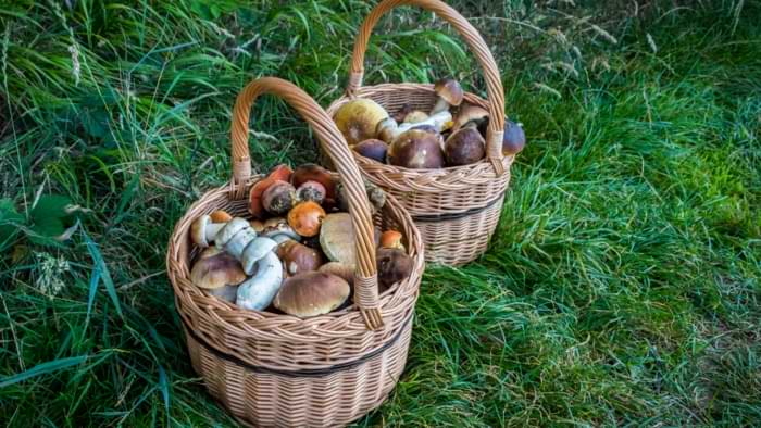 panier osier pour champignons