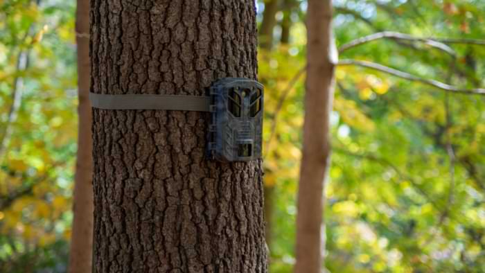 camera animaux arbre foret