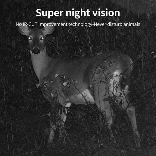 photo video camera animaux nocturne