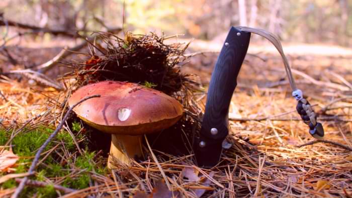 couteau champignon