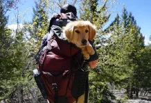 Sac a dos chien randonnée