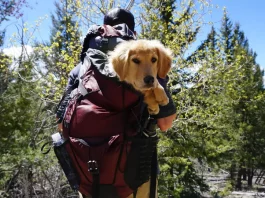 Sac a dos chien randonnée