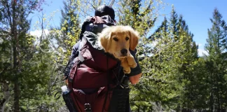 Sac a dos chien randonnée