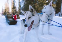 balade en chien de traineau