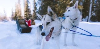 balade en chien de traineau