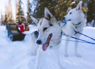 balade en chien de traineau