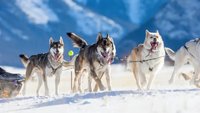 chien husky traineau neige