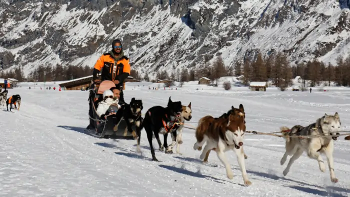musher avec chiens