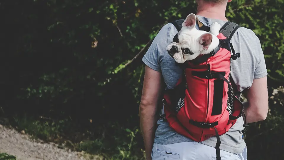 sac a dos rando petit chien