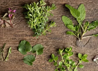 meilleur livre plante comestible
